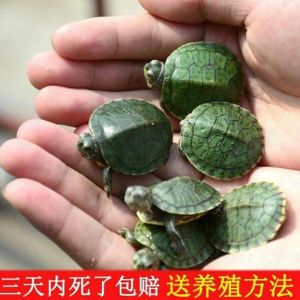 观赏小乌龟的饲养方法 小乌龟的饲养方法以及注意事项