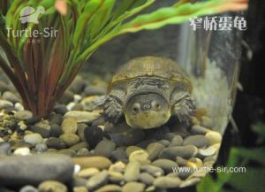 窄桥蛋龟的饲养心得 蛋龟饲养环境