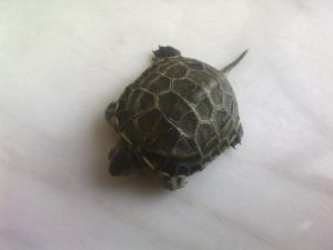 冬季小乌龟的饲养方法 小乌龟饲养方法视频