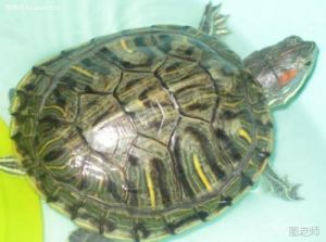 巴西龟冬眠怎么养要准备什么 红耳巴西龟冬眠怎么养