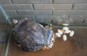 乌龟几岁下蛋 乌龟最讨厌主人的十个动作