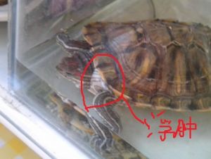 巴西龟四肢浮肿 乌龟水肿的治疗方法