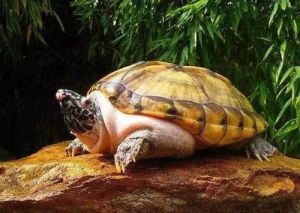 什么龟最有灵性 排名前20的粘人乌龟