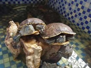 家里爬个巴西龟 巴西龟一直往外爬