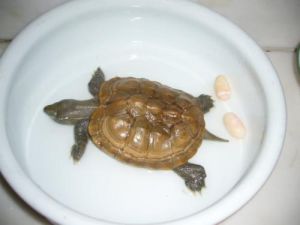 家养的乌龟怎么下蛋 家养乌龟冬天怎么过冬