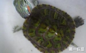 宠物巴西龟饲养方法 初学者适合养什么龟