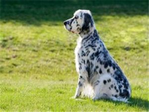 英国雪达犬饲养方法 超巨型犬