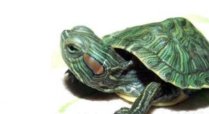 巴西龟很臭 蛭石孵化石龟蛋加水