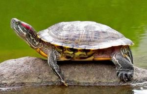 巴西龟能长多大 养龟为什么不能养双