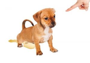 小狗饲养方法和注意事项 养宠物狗需要准备什么