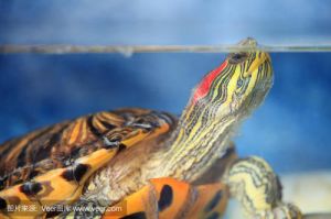 巴西龟饥饿表现 巴西龟可以深水养吗