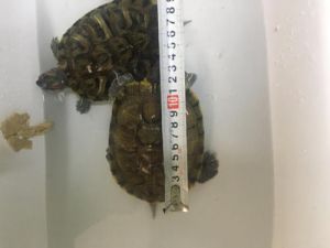 15厘米巴西龟 二十厘米巴西龟