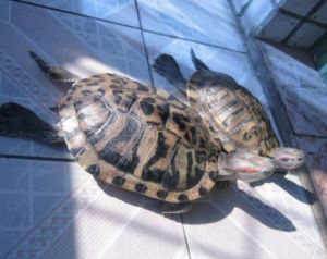 巴西龟小龟饲养方法 小鄂龟饲养方法