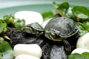 巴西龟难养吗 巴西龟可以干养吗
