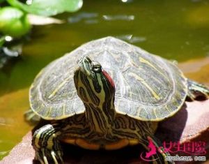 法律允许饲养巴西龟吗 饲养巴西龟的故事