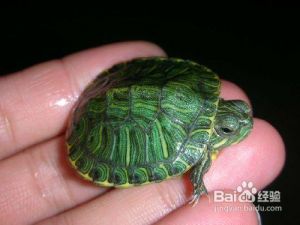 巴西翡翠龟怎么养 巴西黄金龟怎么养