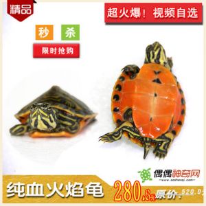 红火焰龟和黑火焰龟 红肚龟