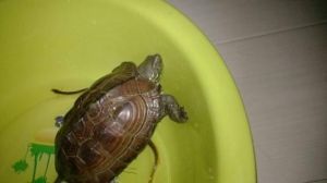 巴西龟用什么水养 乌龟怎么叫