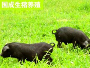 猪的养殖技术方法 养殖猪栏设计图