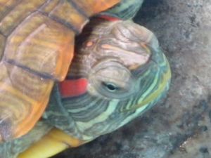 巴西龟不想养了怎么处理 巴西红耳龟