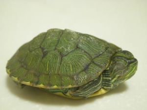 巴西龟一直睡觉 3月份养龟老是睡觉