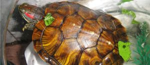 巴西龟养殖水位 巴西龟水位要多高