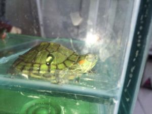巴西龟可以深水养吗 巴西红耳龟怎么养