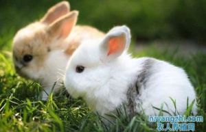 兔子饲养方法注意事项 兔子的饲养方法和繁殖