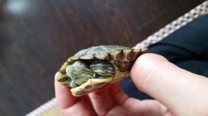 家养巴西龟怎么冬眠 巴西龟适合家养吗
