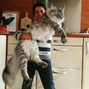 巨型缅因猫 怎么判断是不是缅因猫