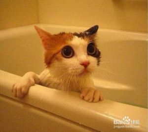 猫咪洗澡注意事项 猫咪洗澡水温