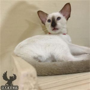 暹罗猫生的小猫是白的 母猫生小猫间隔多久