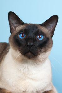 暹罗猫眼睛 布偶猫