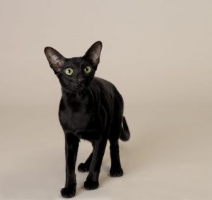 黑色暹罗猫 纯黑色的猫
