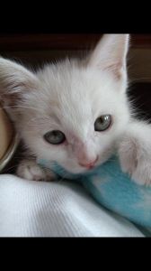 小猫眼睛蓝膜多久退 小猫眼睛多久