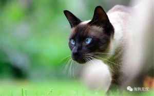 暹罗是唯一能遛的猫 布偶和暹罗配出来的猫