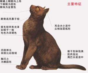 缅甸猫体型有多大 缅甸猫能长多大
