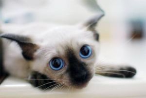 暹罗猫什么颜色最贵 暹罗猫能单独放家里吗