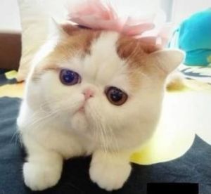 加菲猫什么颜色最贵 世界十大禁养名猫