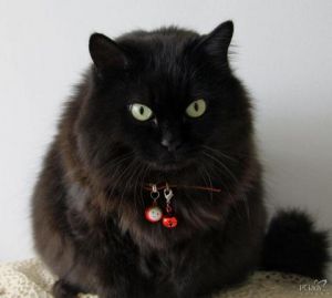 暹罗猫脸上黑色 暹罗猫优点和缺点