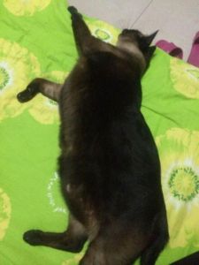 全身黑色的暹罗猫 豹猫