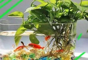 绿萝能房鱼缸 鱼缸里能养绿萝吗