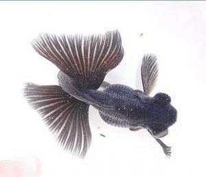 养一条黑金鱼代表什么 中国十大名贵金鱼