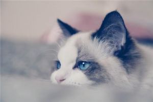 怎么和小猫培养感情 怎么让猫听懂名字