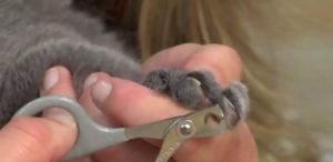 猫指甲剪出血会自己恢复吗 猫指甲怎么剪图解