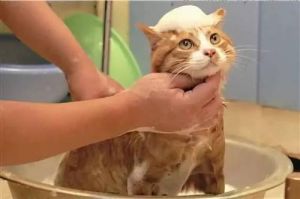 怎样给猫咪洗澡 嘉定租房