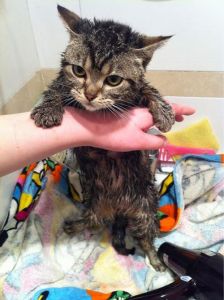 冬天猫咪怎么洗澡 猫咪冬天洗澡会感冒吗