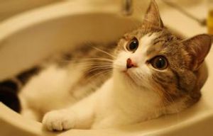 给猫咪洗澡技巧 脑洞大开给猫咪洗澡