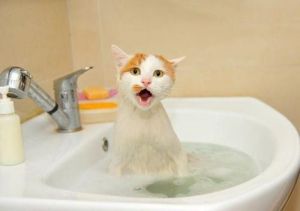 猫咪不爱洗澡的原因 猫咪不爱洗澡