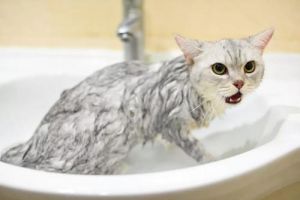 猫咪冬天洗澡 冬天猫咪怎么洗澡